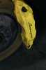 lambo 036.jpg